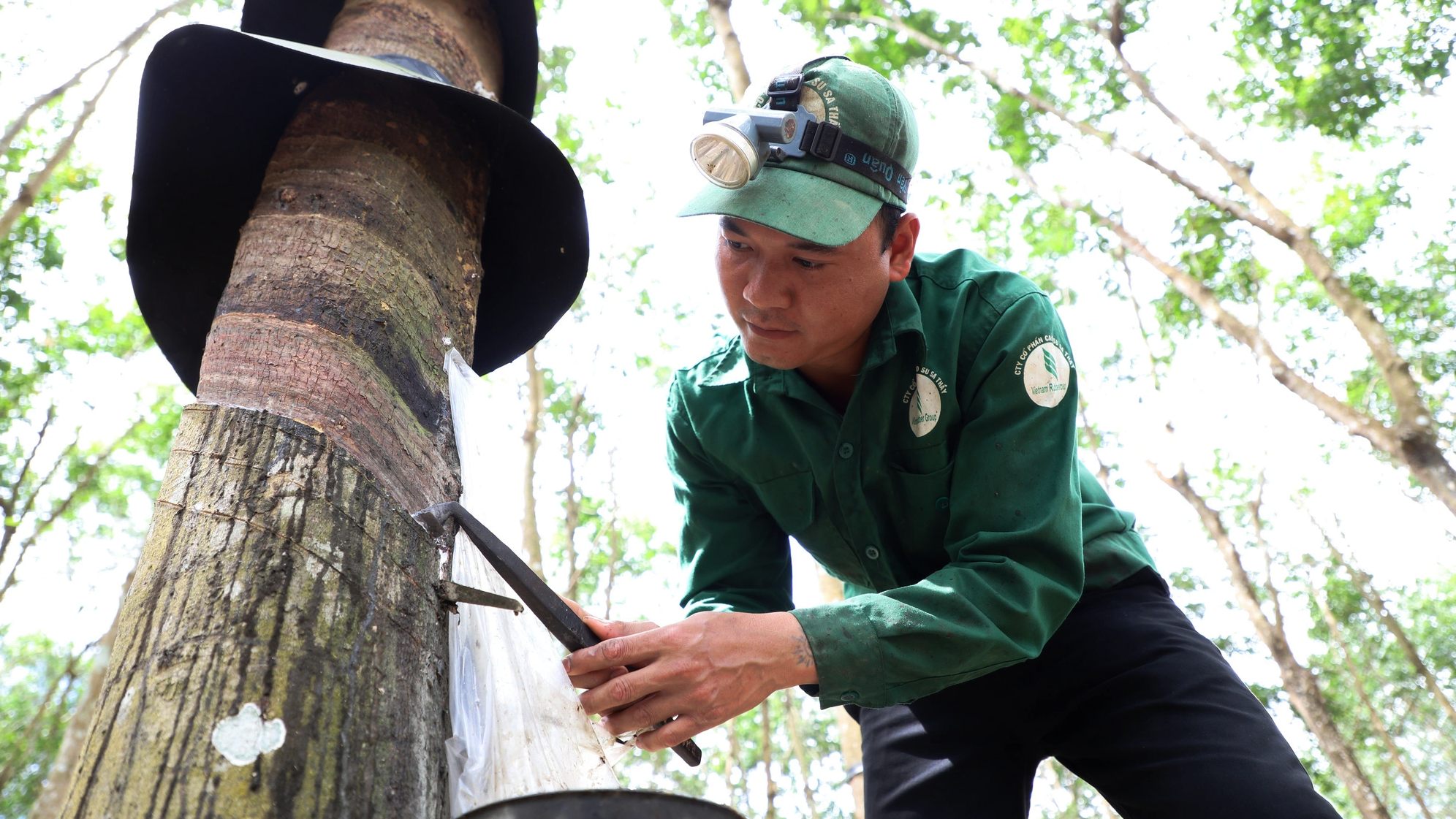 ANRPC nâng dự báo thiếu hụt cao su toàn cầu